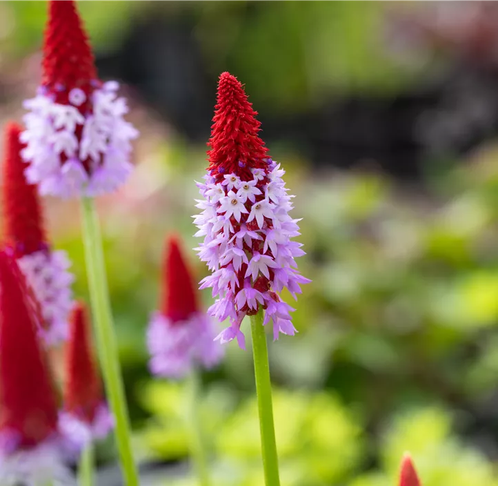 Orchideen-Schlüsselblume