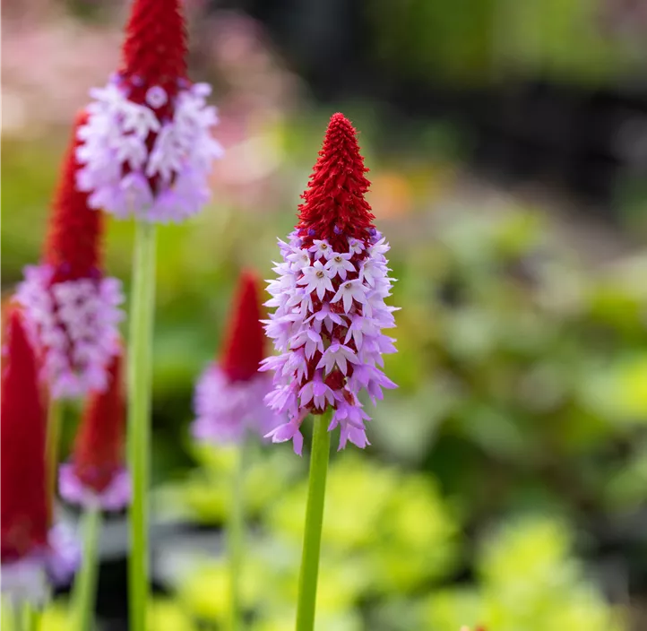 Orchideen-Schlüsselblume