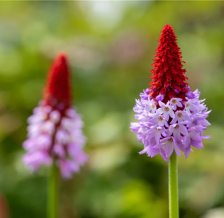 Orchideen-Schlüsselblume