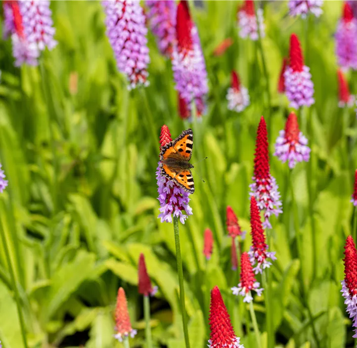 Orchideen-Schlüsselblume