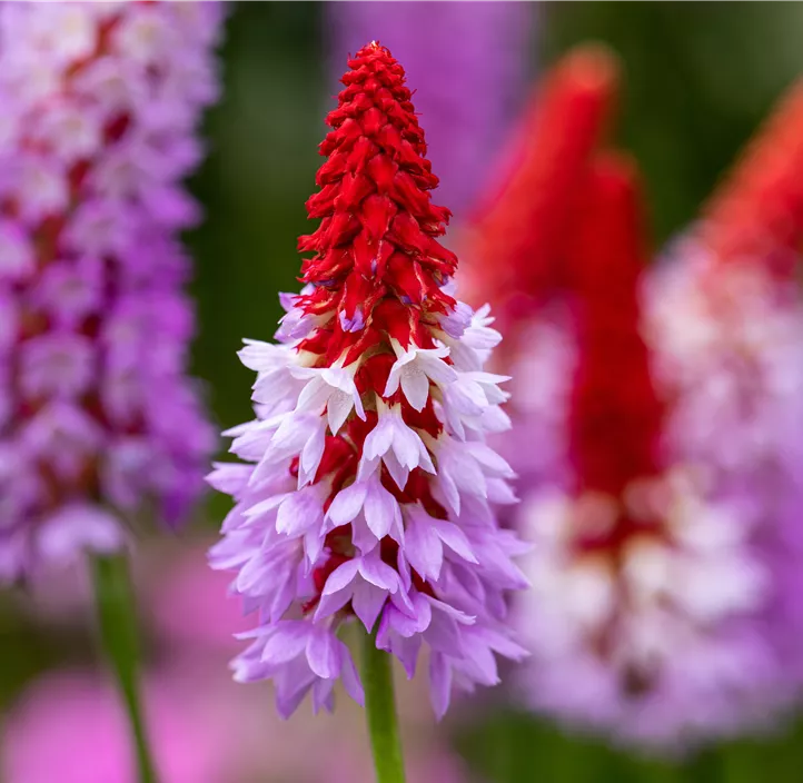 Orchideen-Schlüsselblume