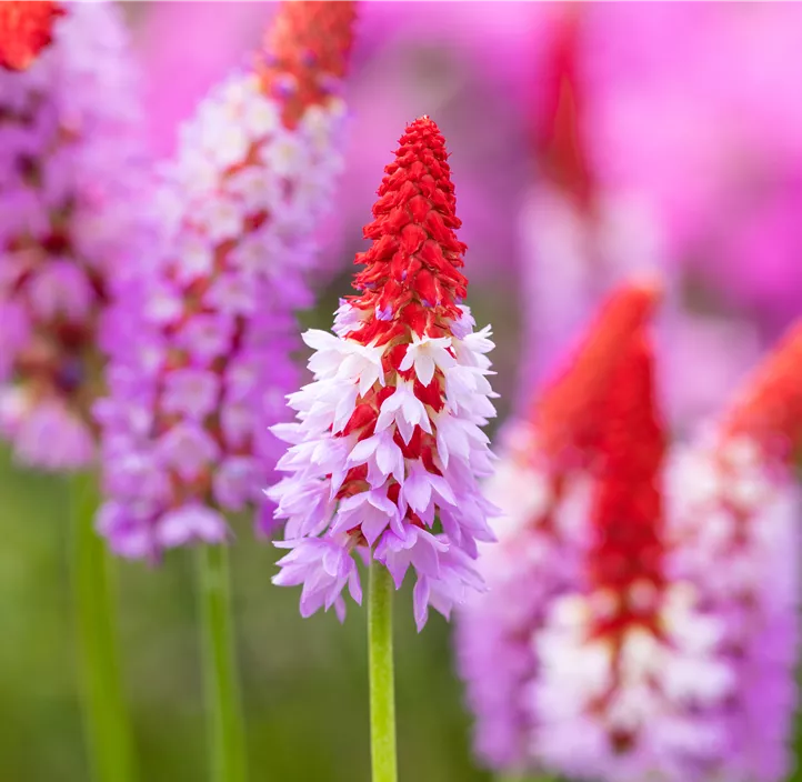 Orchideen-Schlüsselblume