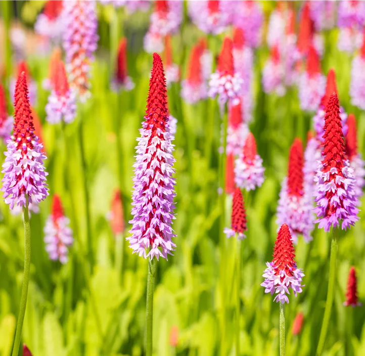 Orchideen-Schlüsselblume