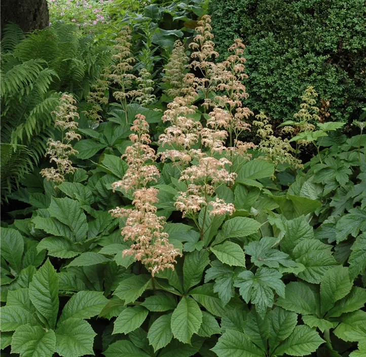 Kastanienblättriges Schaublatt