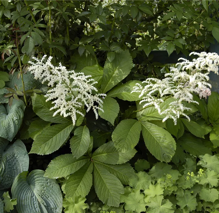 Kastanienblättriges Schaublatt