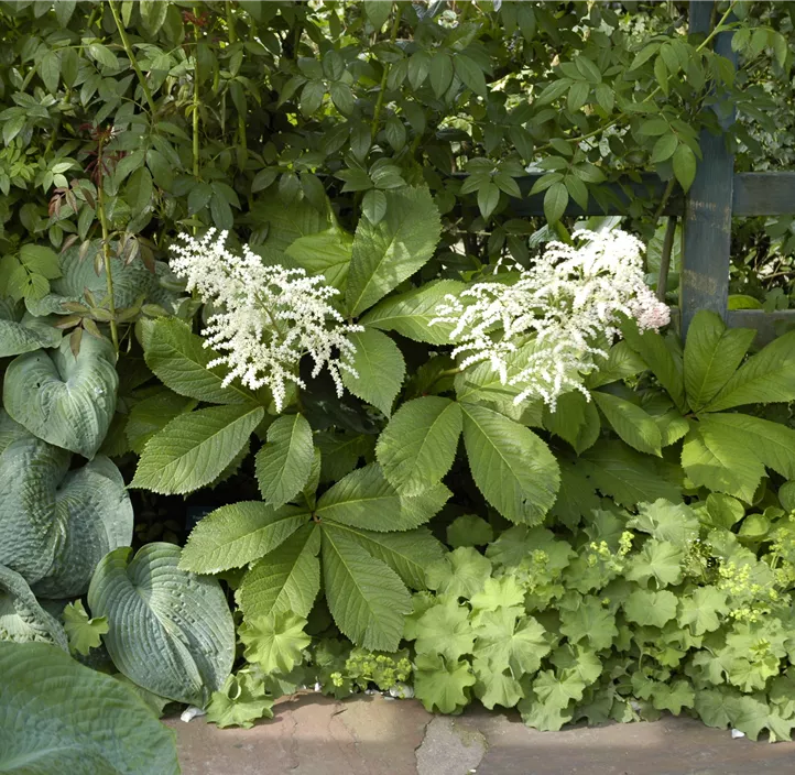 Kastanienblättriges Schaublatt