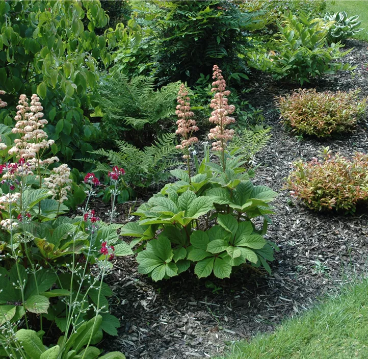 Kastanienblättriges Schaublatt