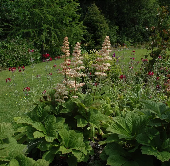 Kastanienblättriges Schaublatt