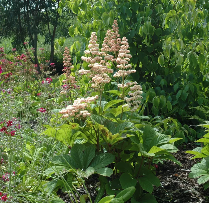 Kastanienblättriges Schaublatt
