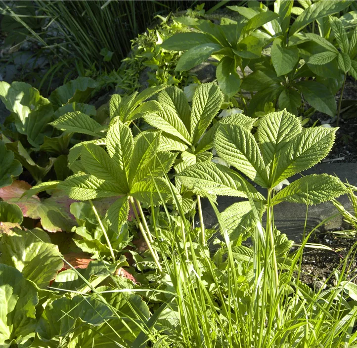 Kastanienblättriges Schaublatt