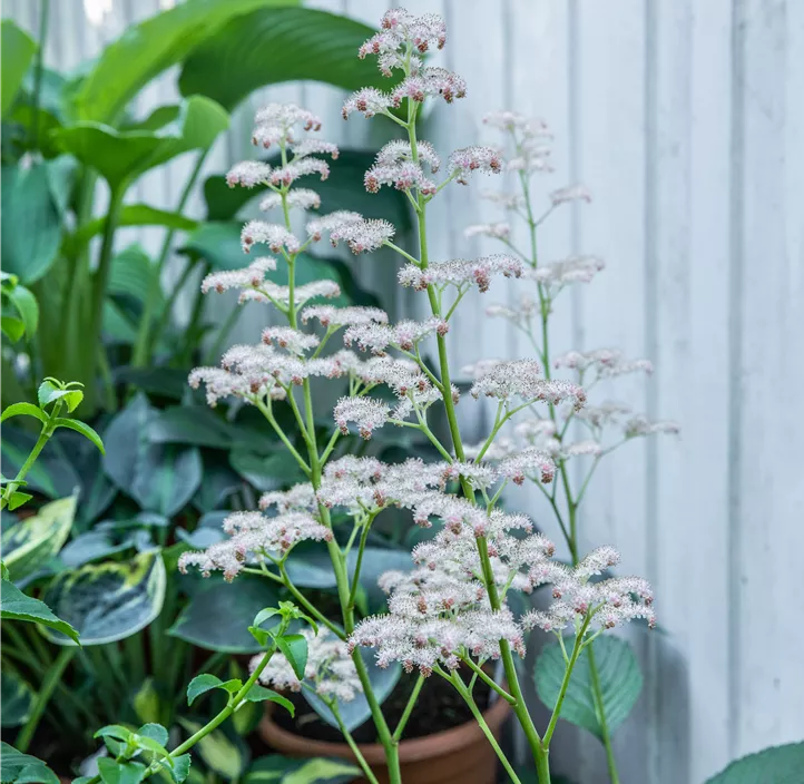 Kastanienblättriges Schaublatt
