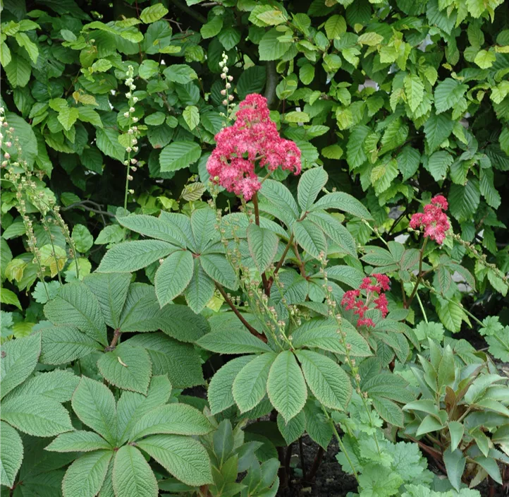Fiederblättriges Schaublatt