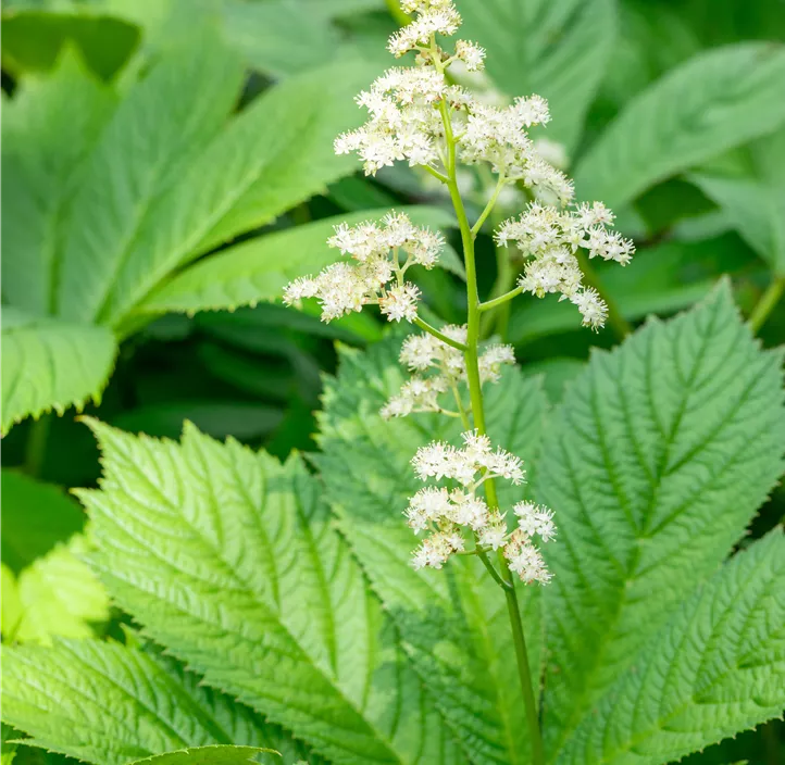 Fiederblättriges Schaublatt