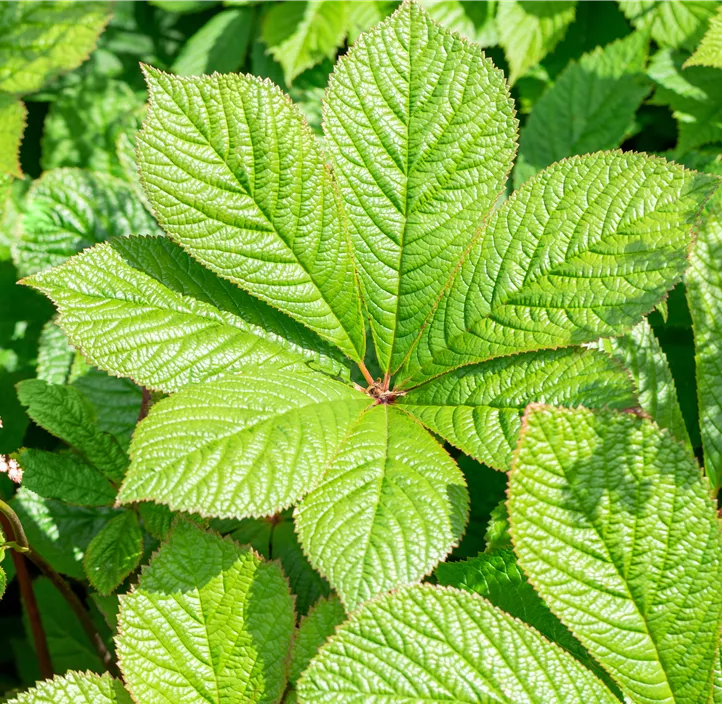 Fiederblättriges Schaublatt