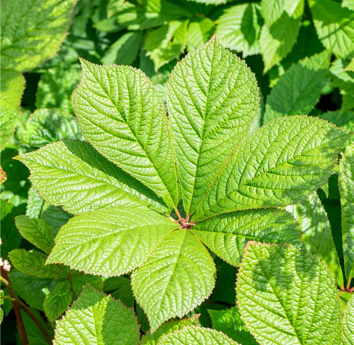 Fiederblättriges Schaublatt