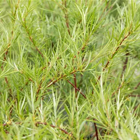 Salix rosmarinifolia