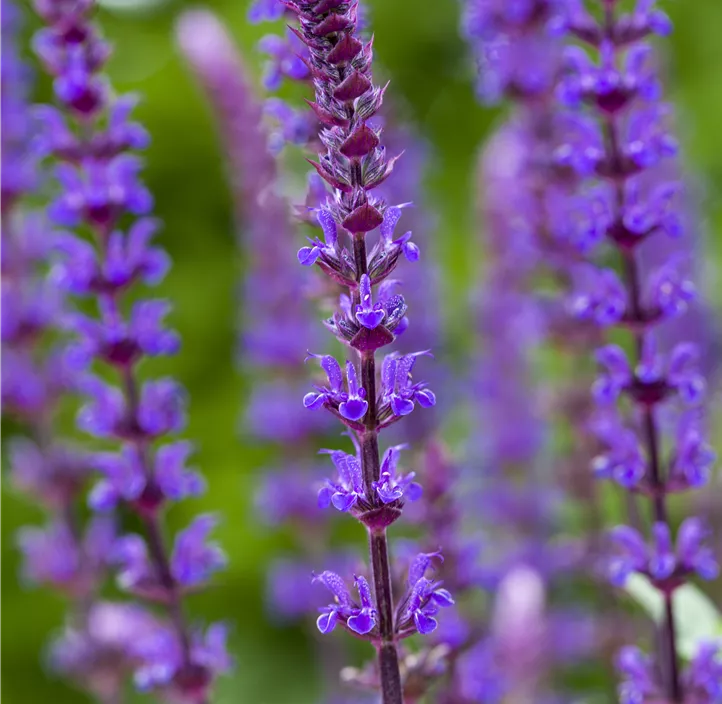 Garten-Blüten-Salbei 'Caradonna'