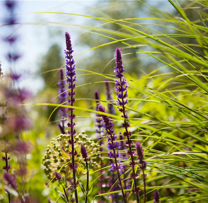 Garten-Blüten-Salbei 'Caradonna'