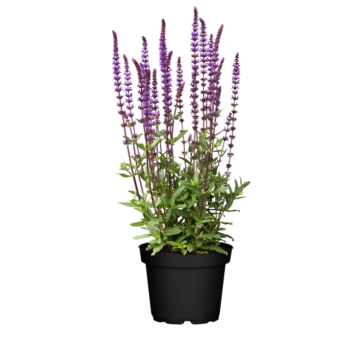 Garten-Blüten-Salbei 'Caradonna'