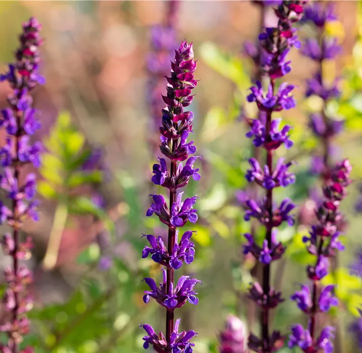 Garten-Blüten-Salbei 'Caradonna'