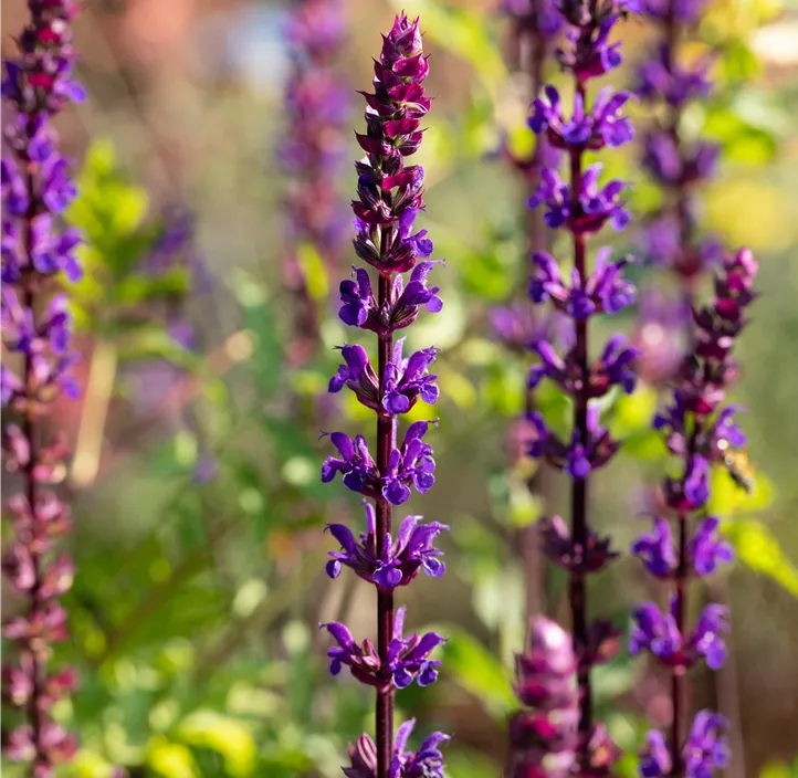 Garten-Blüten-Salbei 'Caradonna'