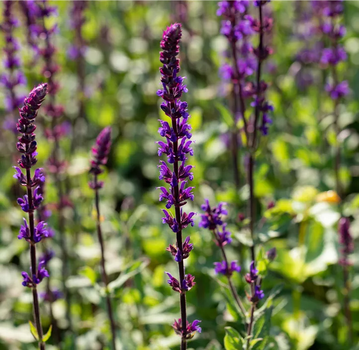 Garten-Blüten-Salbei 'Caradonna'