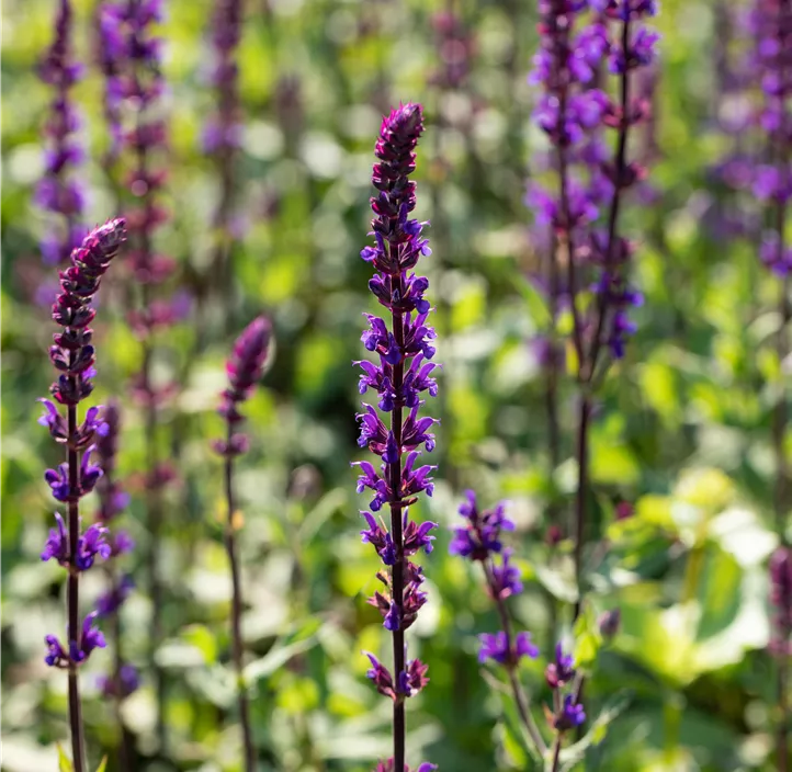 Garten-Blüten-Salbei 'Caradonna'