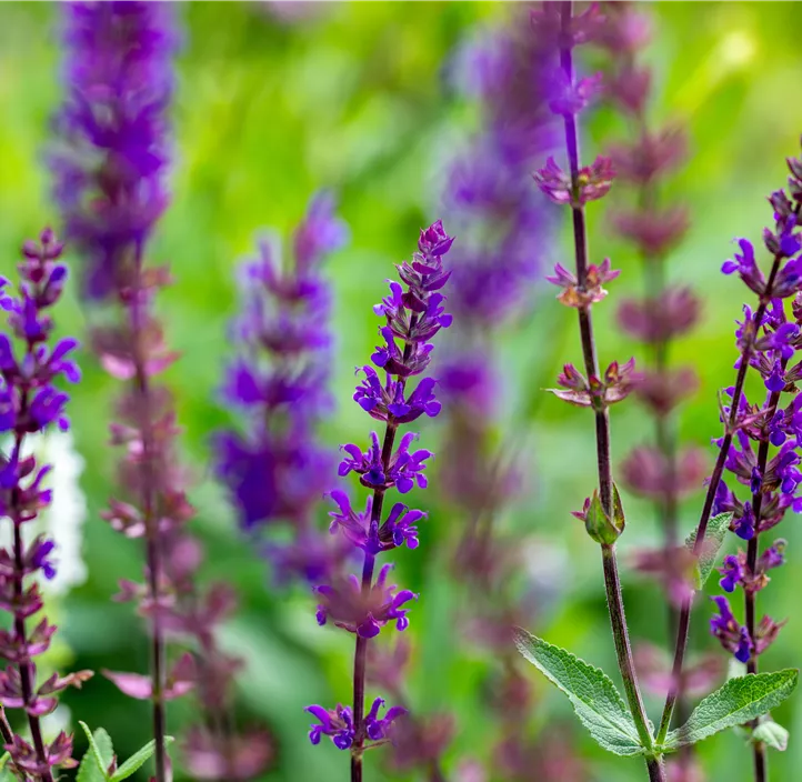 Garten-Blüten-Salbei 'Caradonna'