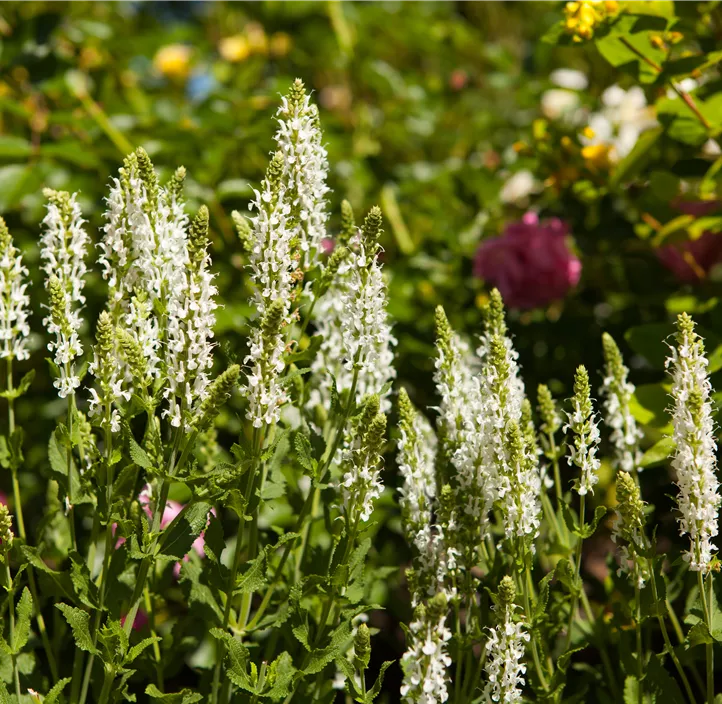 Garten-Blüten-Salbei 'Schneehügel'