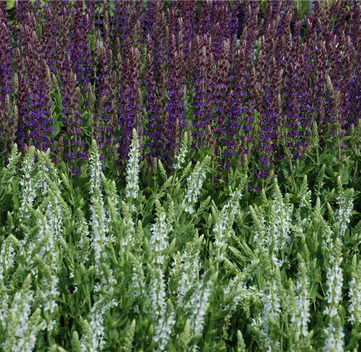Garten-Blüten-Salbei 'Schneehügel'