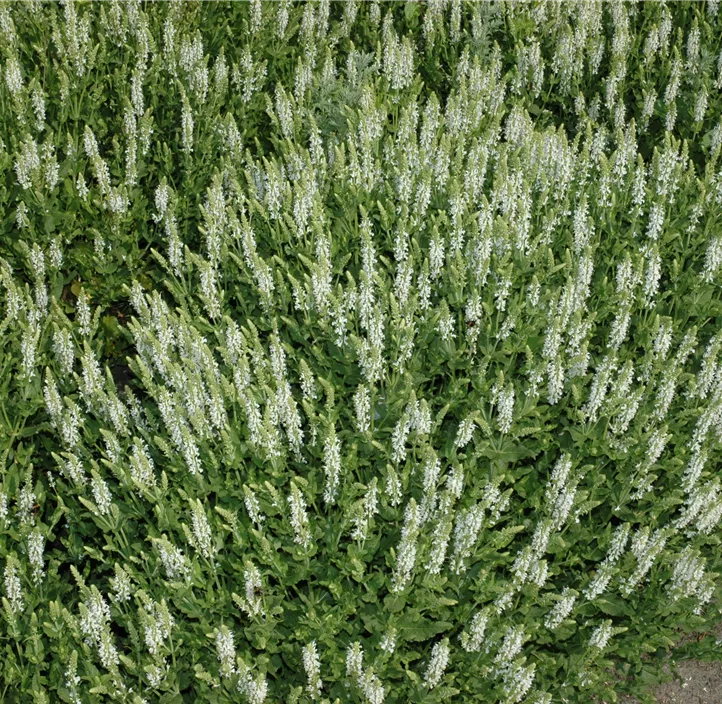 Garten-Blüten-Salbei 'Schneehügel'