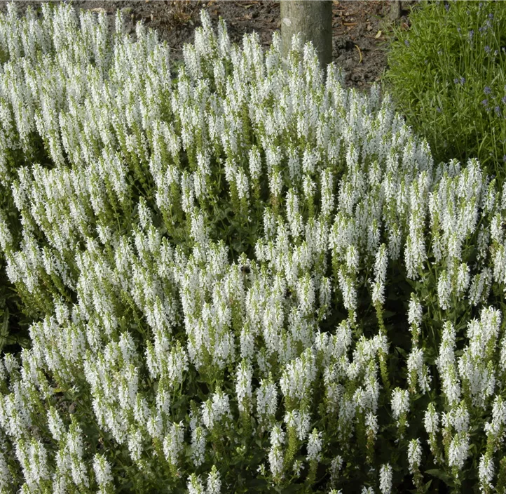 Garten-Blüten-Salbei 'Schneehügel'