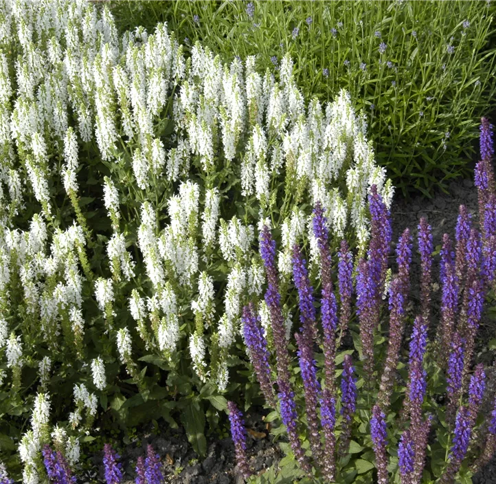 Garten-Blüten-Salbei 'Schneehügel'