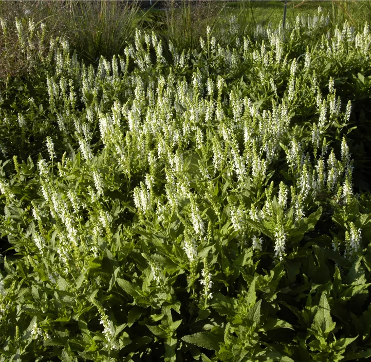 Garten-Blüten-Salbei 'Schneehügel'