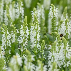 Salvia nemorosa Schneehügel