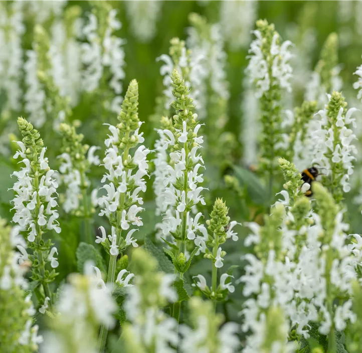 Garten-Blüten-Salbei 'Schneehügel'