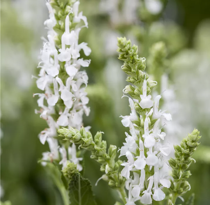 Garten-Blüten-Salbei 'Sensation White'®