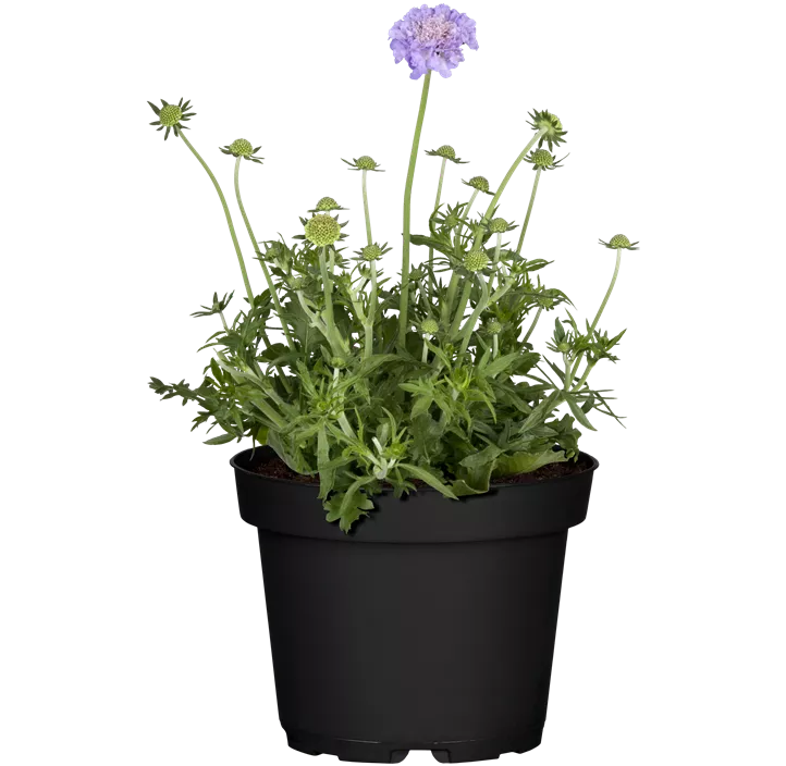 Große Garten-Skabiose 'Perfecta'