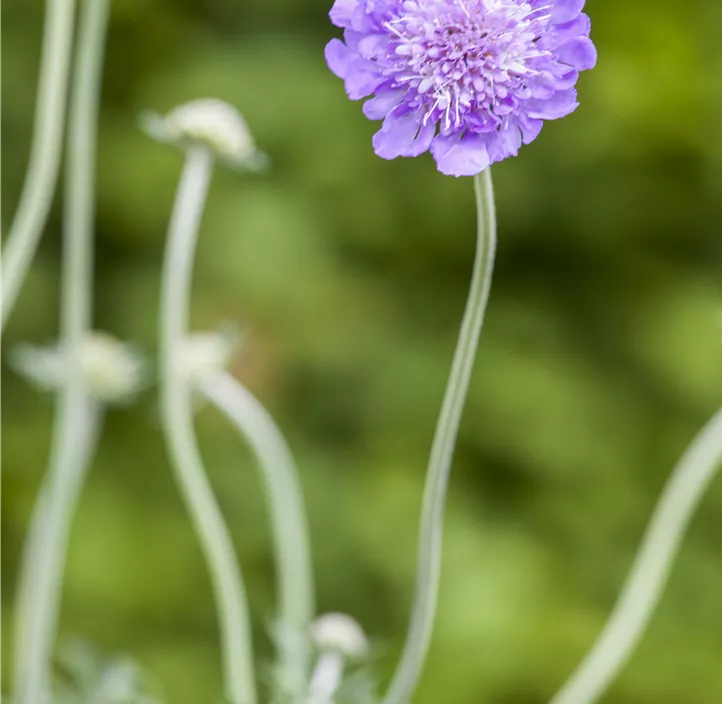 Große Garten-Skabiose 'Perfecta'