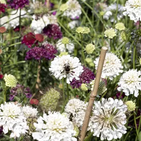 Scabiosa caucasica Perfecta Alba