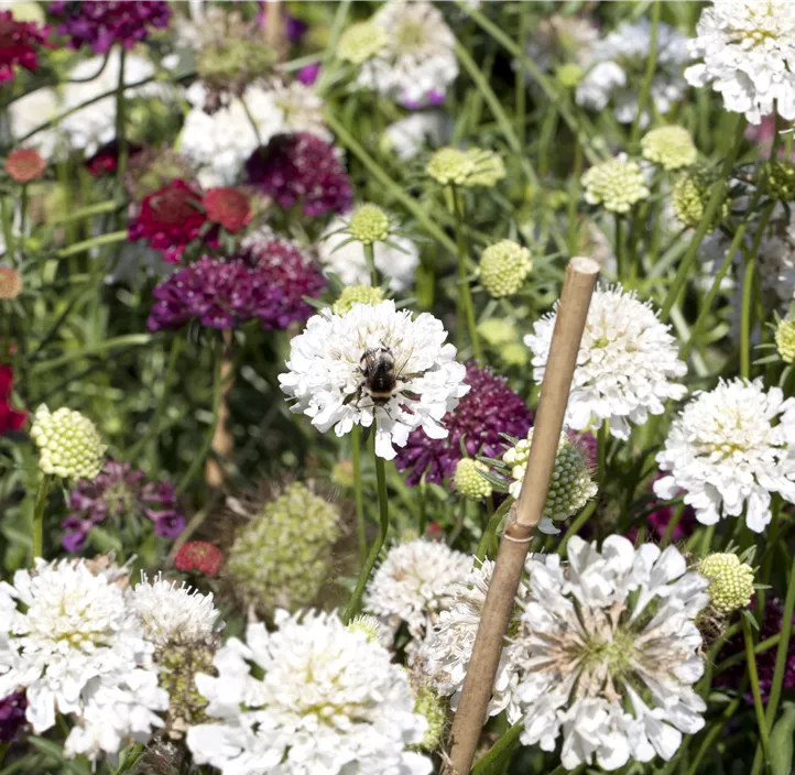Große Garten-Skabiose 'Perfecta Alba'