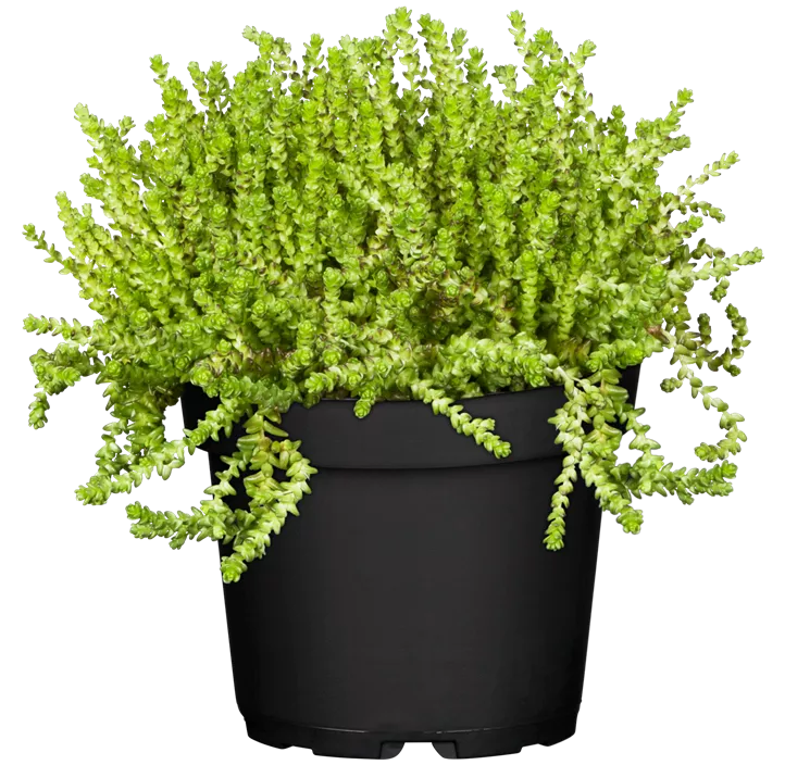 Scharfer Mauerpfeffer