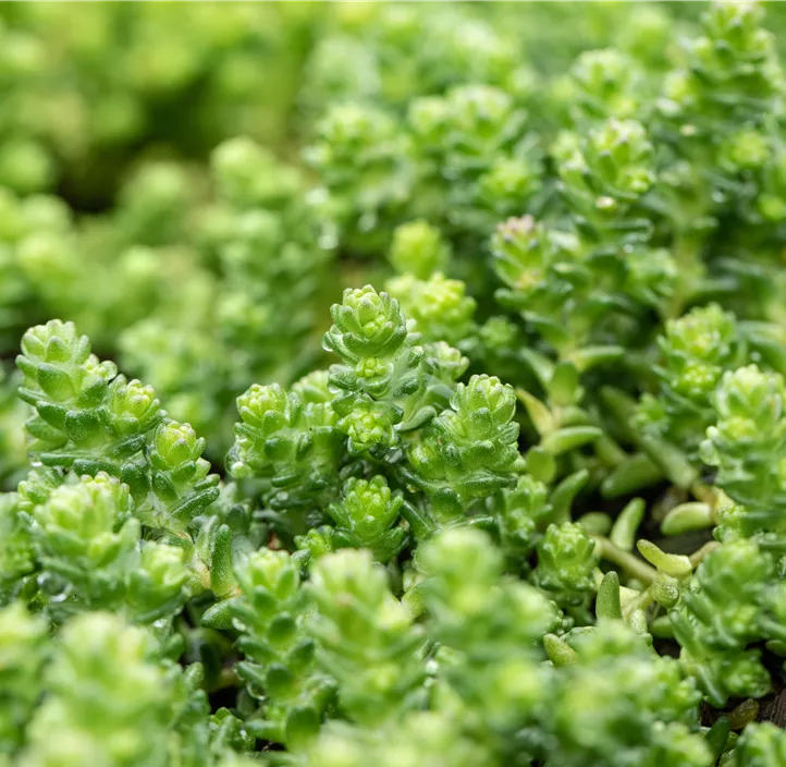 Scharfer Mauerpfeffer