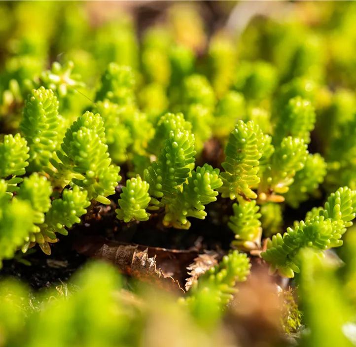 Scharfer Mauerpfeffer