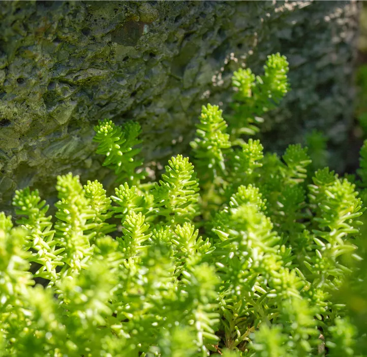 Scharfer Mauerpfeffer