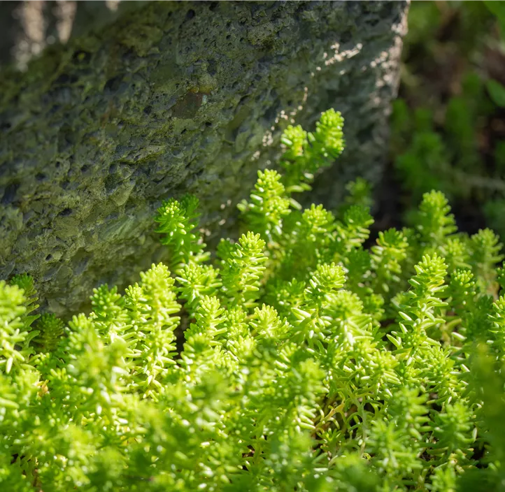 Scharfer Mauerpfeffer