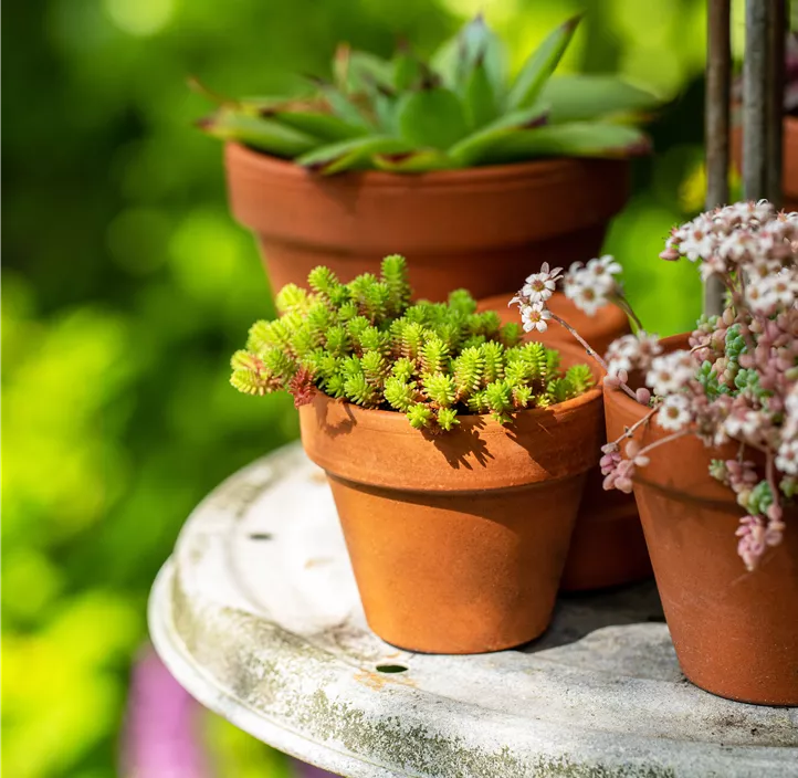 Scharfer Mauerpfeffer