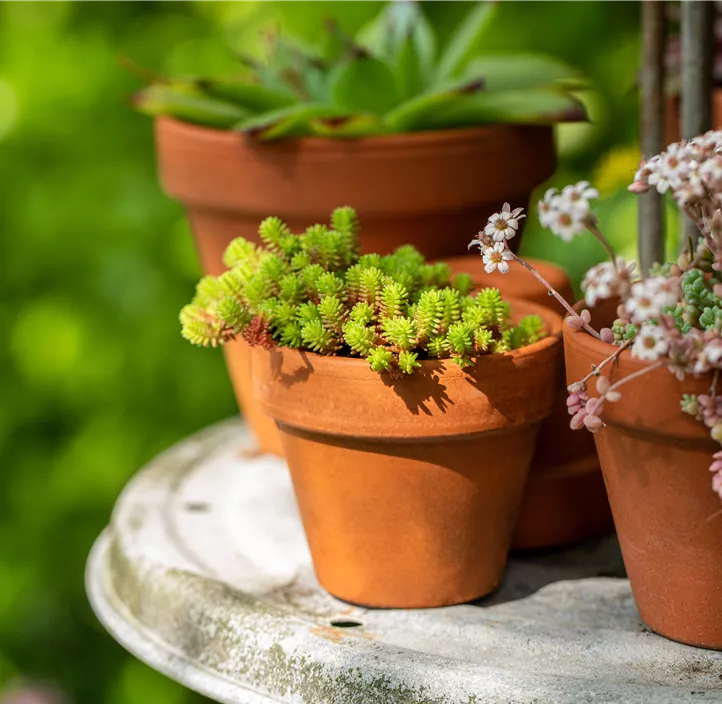 Scharfer Mauerpfeffer