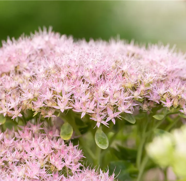 Prächtiges Fettblatt 'Brillant'