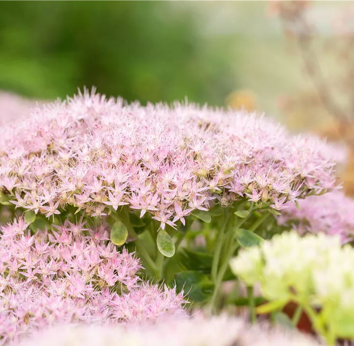 Prächtiges Fettblatt 'Brillant'